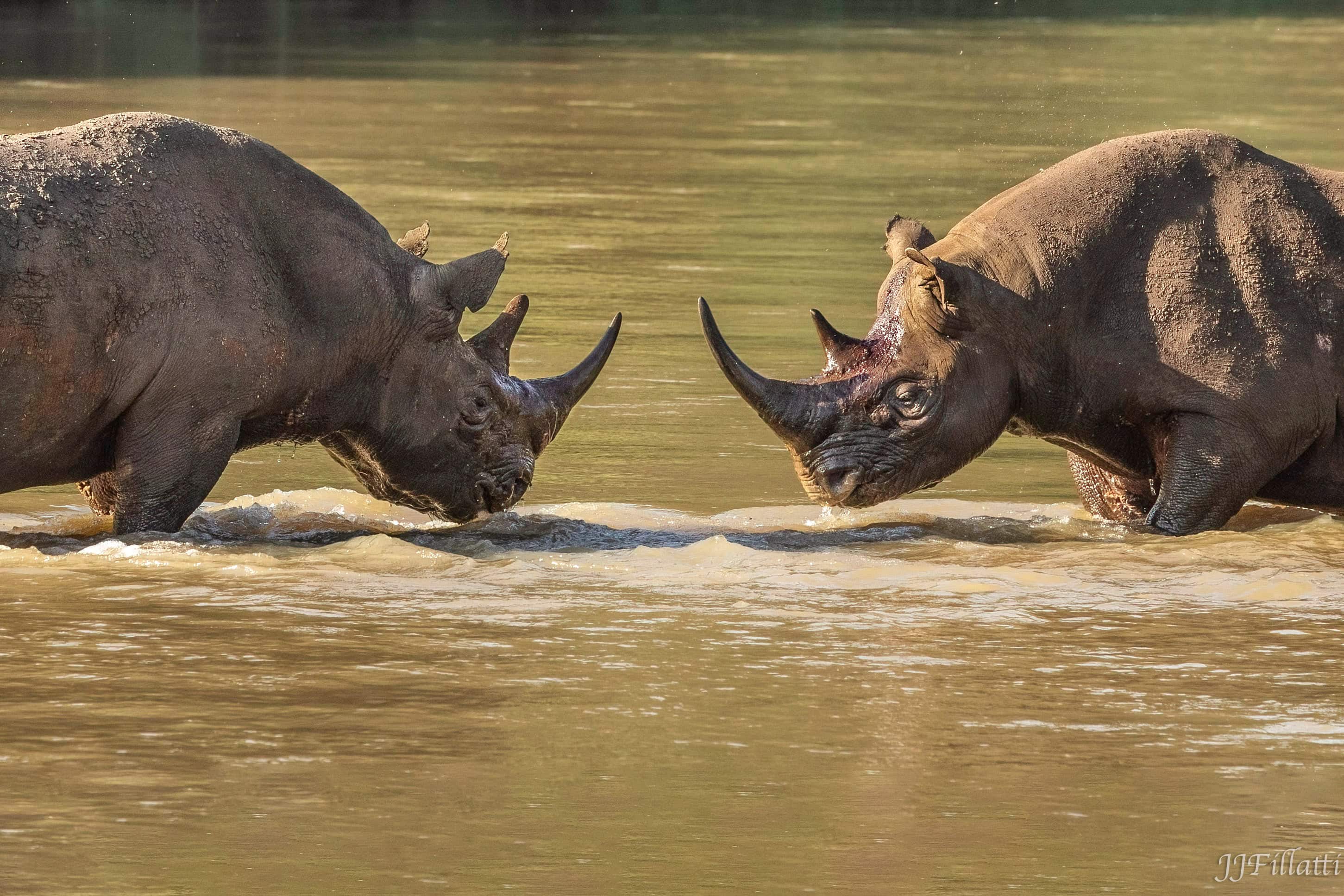 wildlife of Zimanga image 16